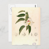 "Hibiskus campylosiphon", c. 1880 Postkarte (Vorne/Hinten)