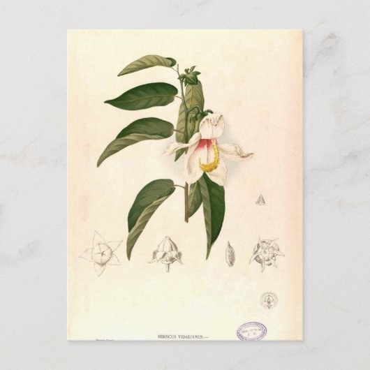 "Hibiskus campylosiphon", c. 1880 Postkarte (Vorderseite)