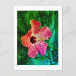 Hibiskus Feiertagspostkarte
