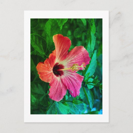 Hibiskus Feiertagspostkarte (Vorderseite)