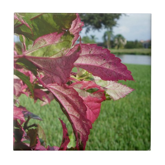 Hibiskus-"Feuer-und Eis-" Pflanze Fliese (Vorderseite)