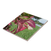 Hibiskus-"Feuer-und Eis-" Pflanze Fliese (Seite)