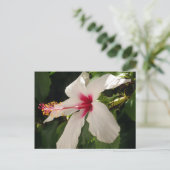 Hibiskus florale Postkarte (Stehend Vorderseite)