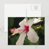 Hibiskus florale Postkarte (Vorne/Hinten)