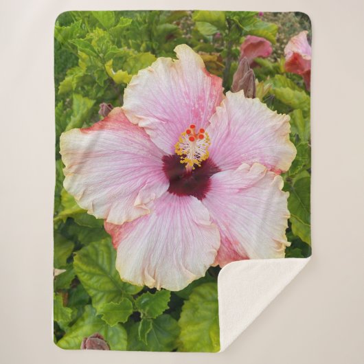 Hibiskus Fotoblau Sherpadecke (Vorderseite)