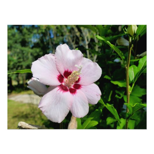 Hibiskus Fotodruck (Vorne)