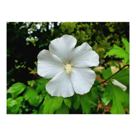 Hibiskus Fotodruck (Vorne)