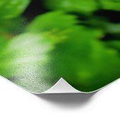 Hibiskus Fotodruck (Ecke)