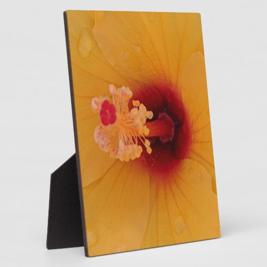 Hibiskus Fotoplatte (Seite)