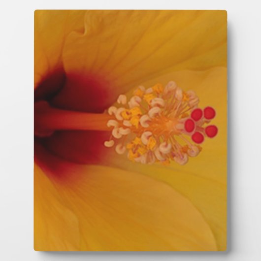 Hibiskus Fotoplatte (Vorderseite)