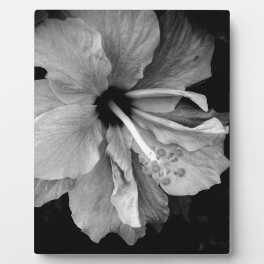 Hibiskus Fotoplatte (Vorderseite)