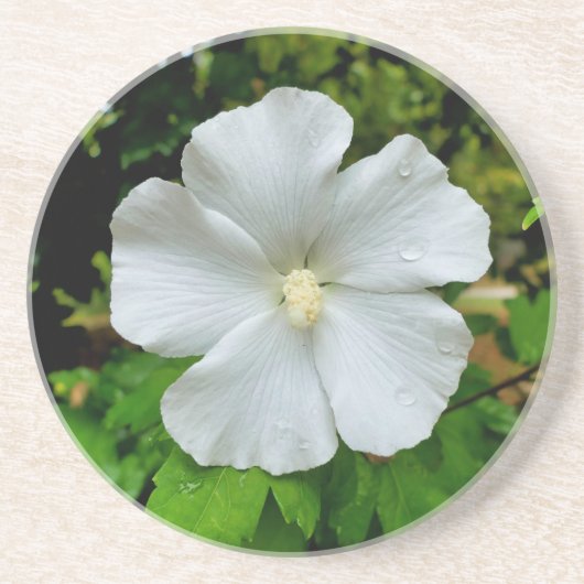 Hibiskus Getränkeuntersetzer (Vorne)