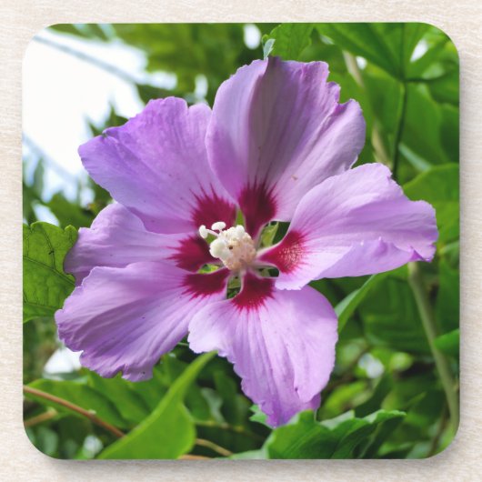 Hibiskus Getränkeuntersetzer (Vorderseite)