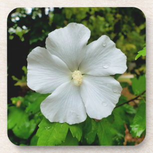 Hibiskus Getränkeuntersetzer