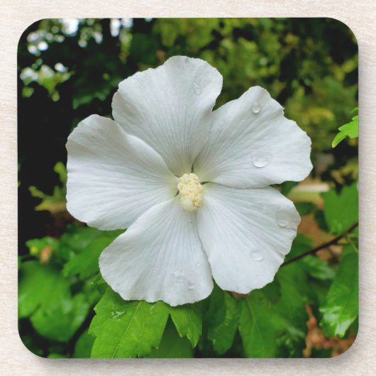Hibiskus Getränkeuntersetzer (Vorderseite)