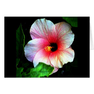 Hibiskus Gibney Das Museum Zazzle