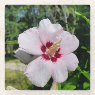 Hibiskus Glasuntersetzer