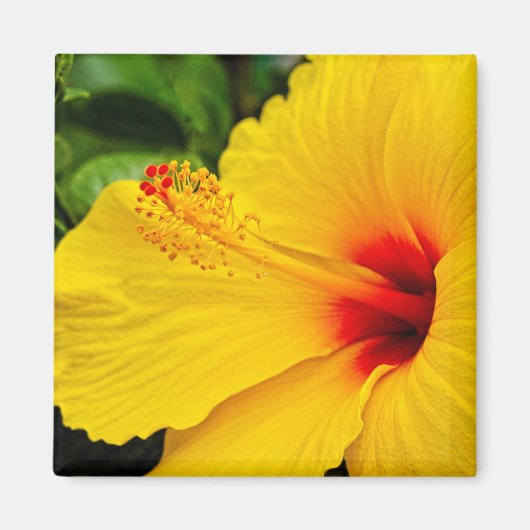 Hibiskus hellgelb magnet (Vorne)