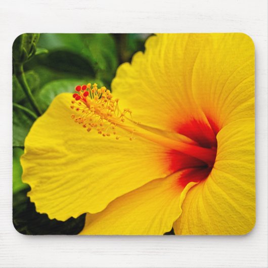 Hibiskus hellgelb mousepad (Vorne)