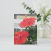 Hibiskus House Pflanze Postkarte (Stehend Vorderseite)