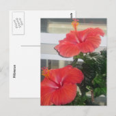 Hibiskus House Pflanze Postkarte (Vorne/Hinten)