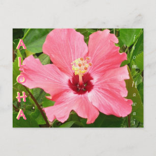 Hibiskus in Hawaii - Rosa Korallenfarbe Postkarte