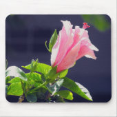 Hibiskus in heller Sonneneinstrahlung Mousepad (Vorne)
