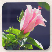 Hibiskus in heller Sonneneinstrahlung Untersetzer (Vorderseite)