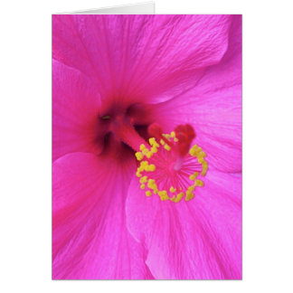 Hibiskus in Magenta