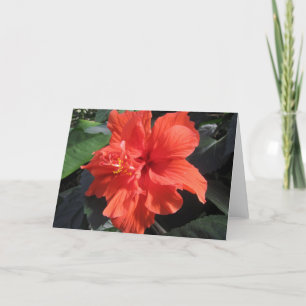 Hibiskus Karte