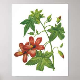 Hibiskus (Lavatera phoenicea) von Redouté Poster