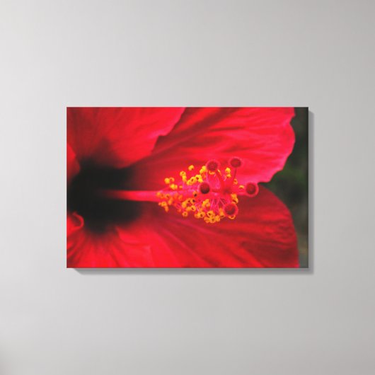Hibiskus Leinwanddruck (Vorderseite)