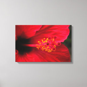 Hibiskus Leinwanddruck
