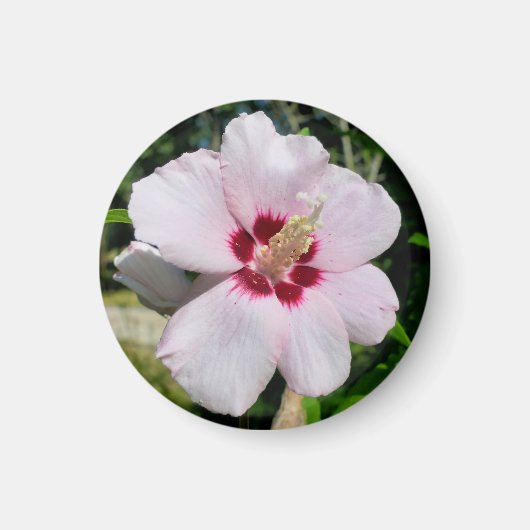 Hibiskus Magnet (Vorne)