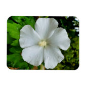 Hibiskus Magnet (Horizontal)