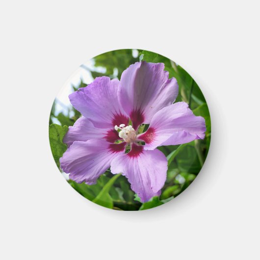 Hibiskus Magnet (Vorne)