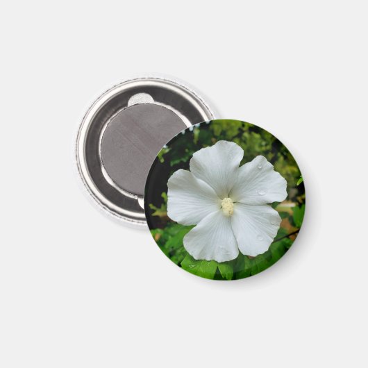 Hibiskus Magnet (Vorderseite/Rückseite)