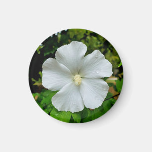 Hibiskus Magnet