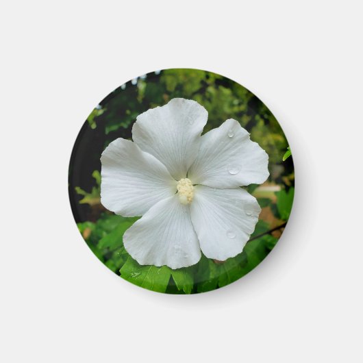 Hibiskus Magnet (Vorne)