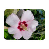 Hibiskus Magnet (Horizontal)