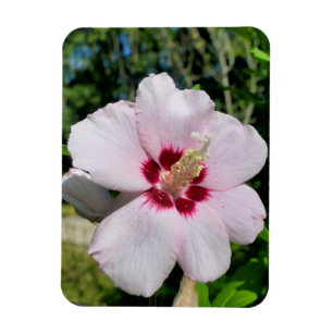 Hibiskus Magnet