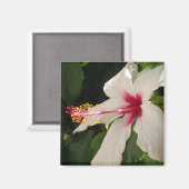 Hibiskus Magnet (Vorderseite/Rückseite)
