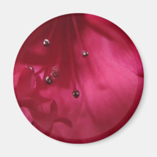 Hibiskus Magnet