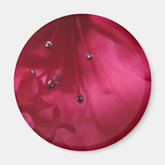 Hibiskus Magnet (Vorne)