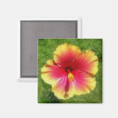 Hibiskus Magnet (Vorderseite/Rückseite)