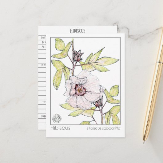 Hibiskus Materia Medica Monograph Kräuterstudie Postkarte (Vorderseite/Rückseite Beispiel)