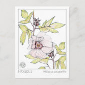 Hibiskus Materia Medica Monograph Kräuterstudie Postkarte (Vorderseite)