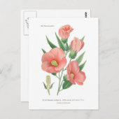Hibiskus militaris postkarte (Vorne/Hinten)
