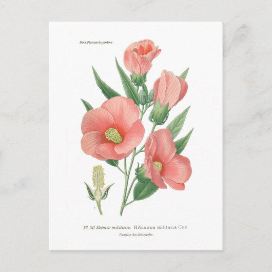 Hibiskus militaris postkarte (Vorderseite)