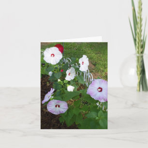 Hibiskus notecard, sortenreich karte